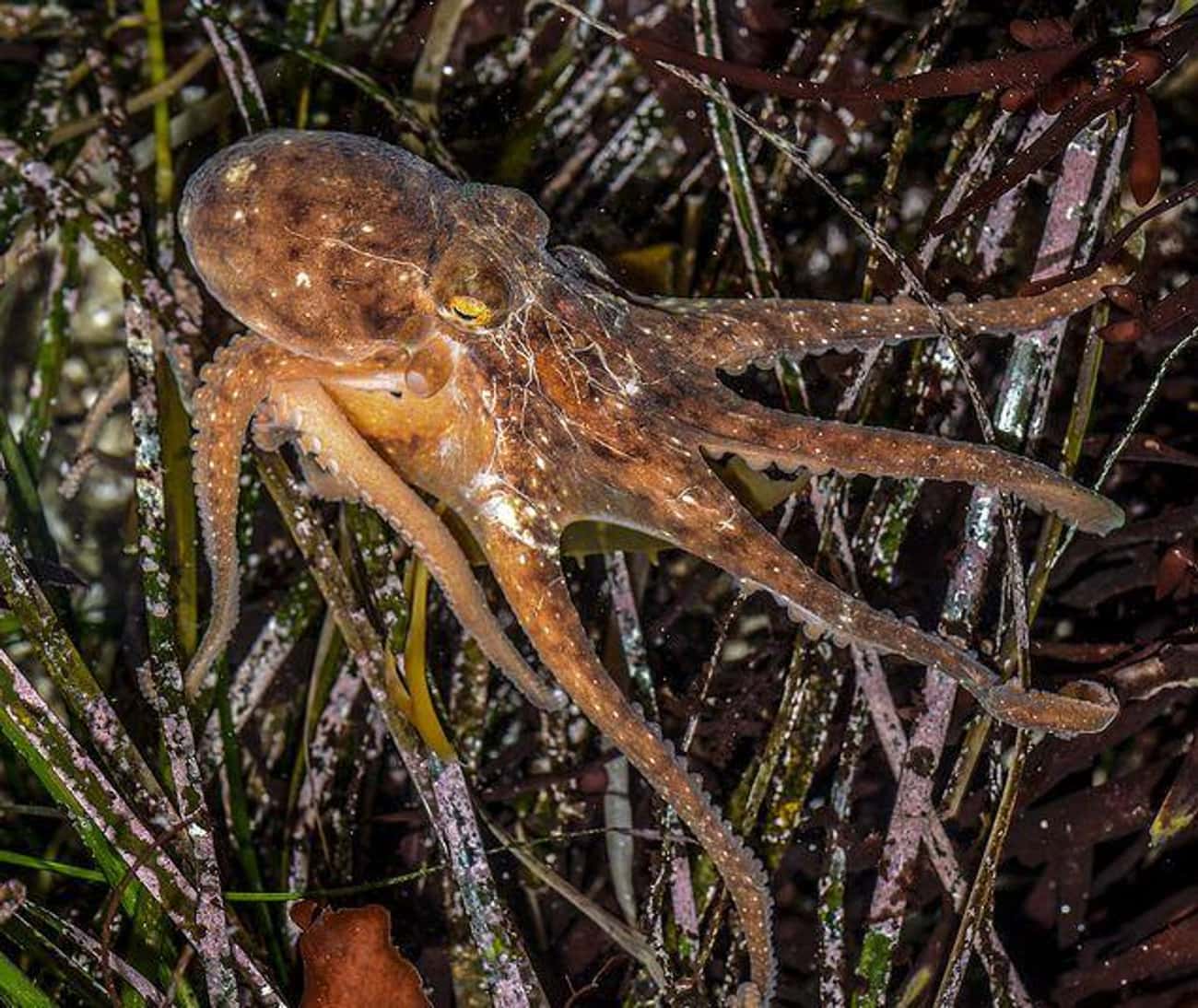 Octopuses Lose Their Minds After Doing It, Then Pass Away