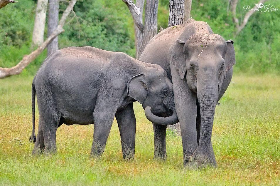 Three elephants. Слоновые хоботные. Three elephants. Красивые слоны. Слоны пьют.