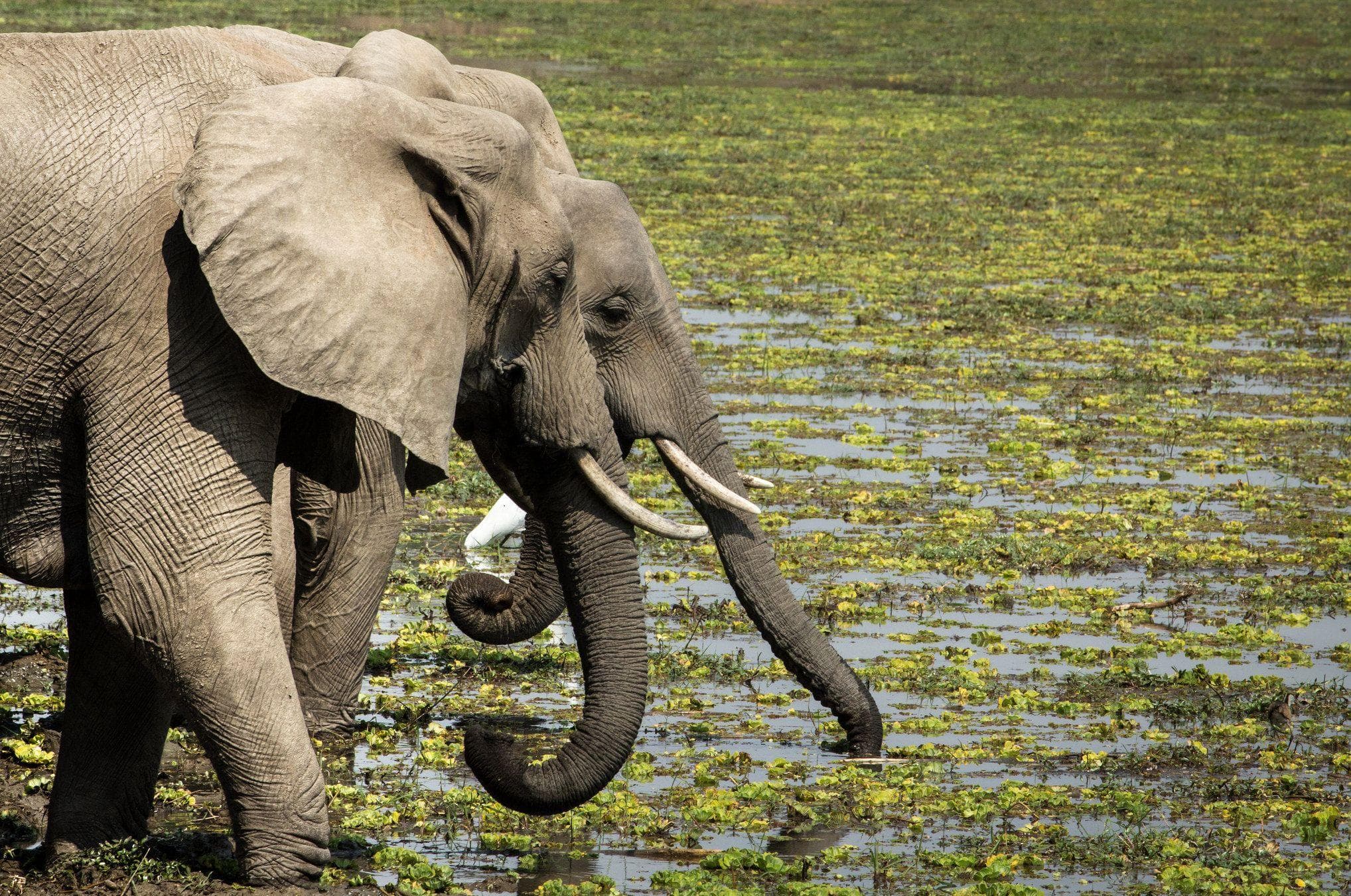 Fascinating Answers to All Your Questions About How Elephant Sex Works