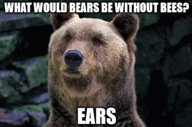 Unbearably Funny Bear Puns - Cool Dump