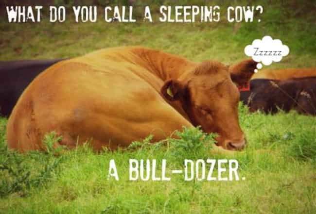 Dozing Off Is Listed Or Ranked  On The List The Absolute Funniest Cow