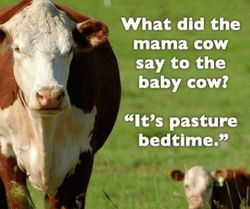 Cow Puns | Funny Cow Memes