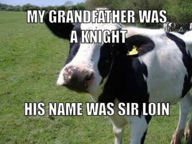 Funny Cow Pun Names