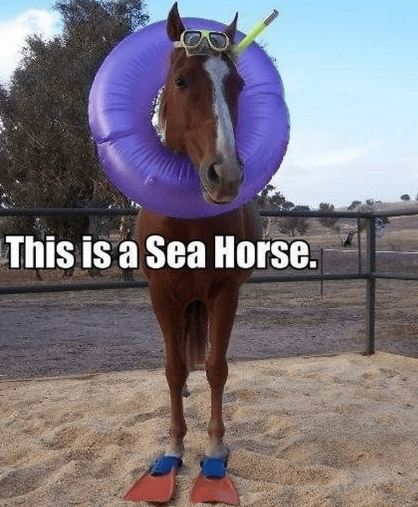 Horse Puns 17 Funny Horse Memes That'll Make You Neigh