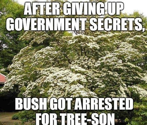 Funny Tree Puns And Memes, Ranked
