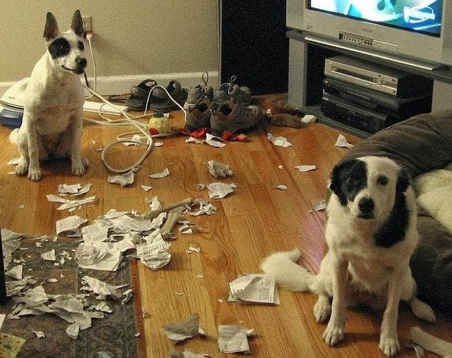 собаки которые не портят мебель