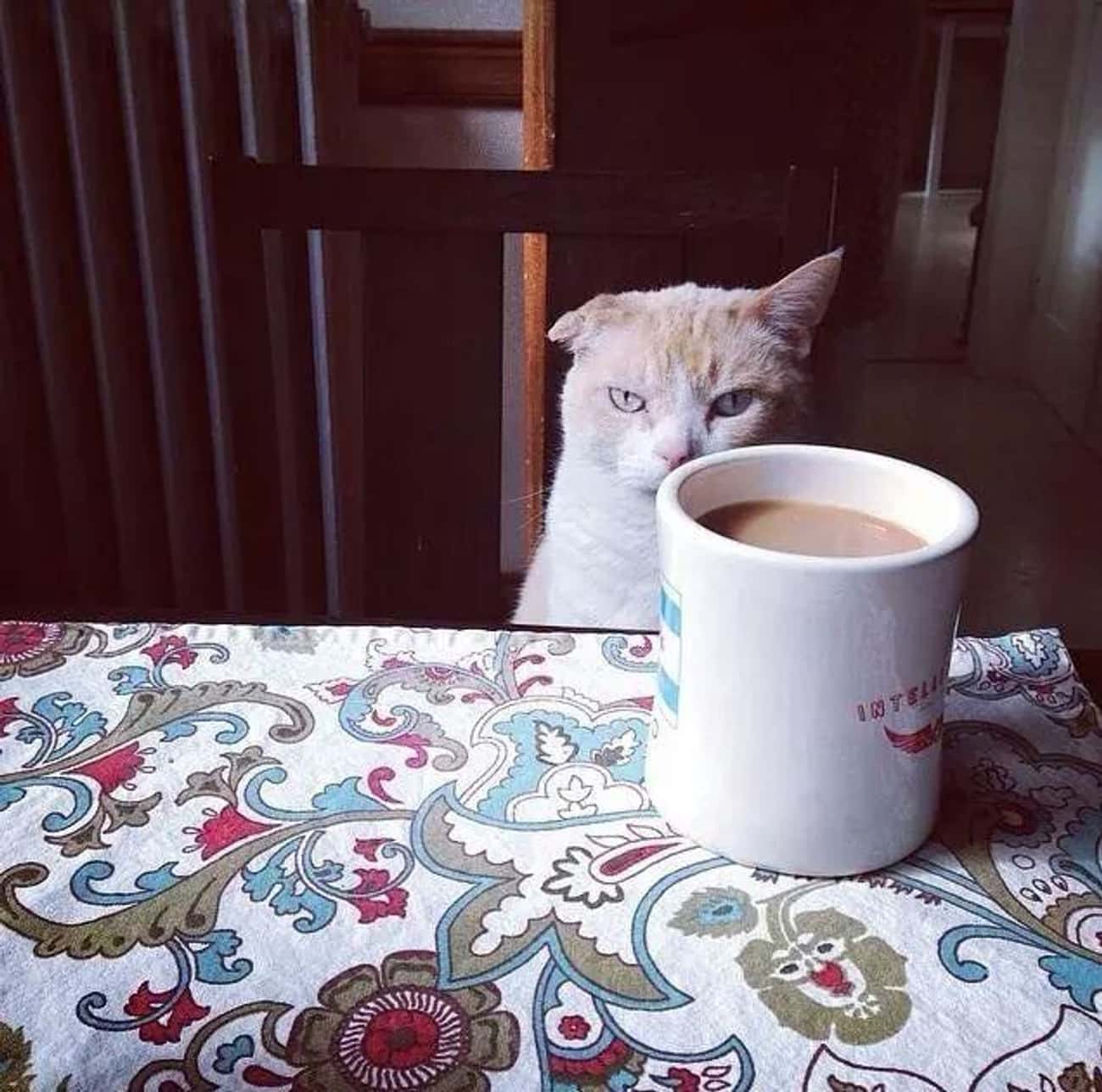 Кот с кружкой кофе Мем