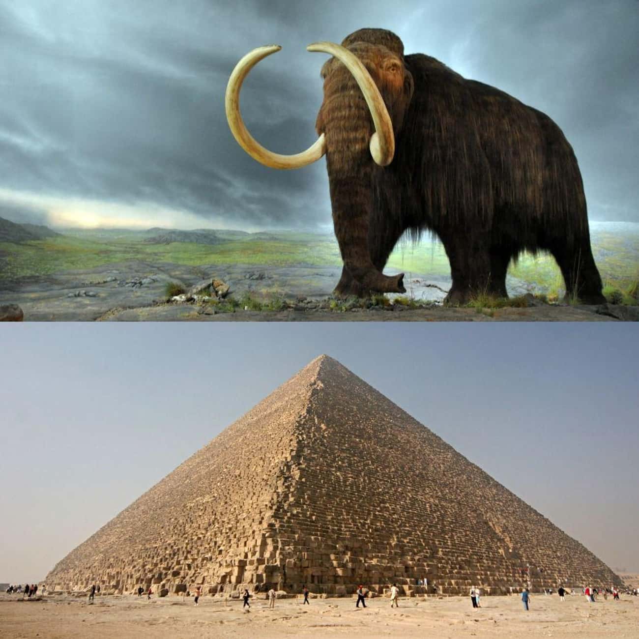 Woolly Mammoths Were Still Alive While Egyptians Were Building The Pyramids (2660 BCE)