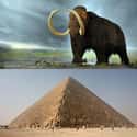 Woolly Mammoths Were Still Alive While Egyptians Were Building The Pyramids (2660 BCE) on Random Historical Events You Won't Believe Happened at the Same Time