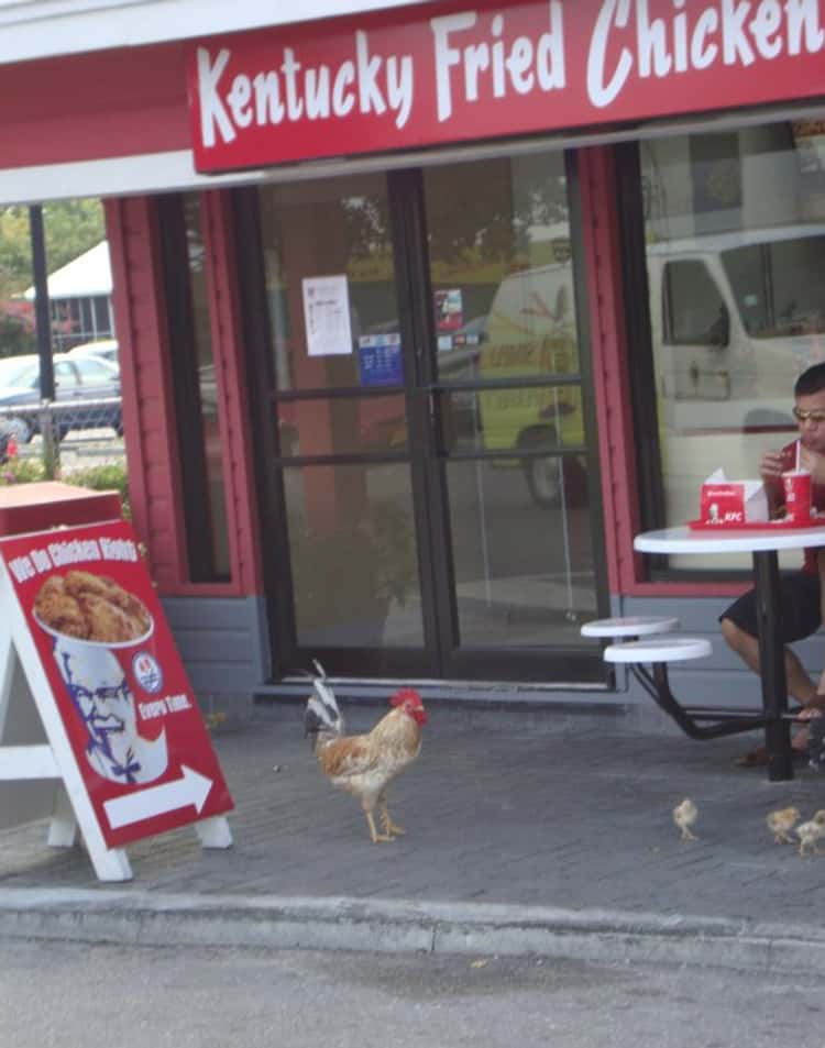 24 KFC Photos That Will Make You Laugh Out Loud