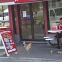 Chicken Run! on Random Greatest Moments in KFC History
