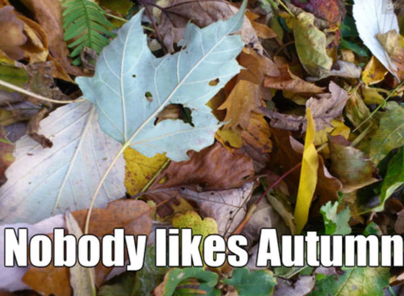 Fall meme. Мемы про осень. Осень Мем. Autumn мемы. Картинка осень Мем.
