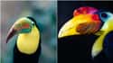 Toucan And Hornbill on Random Geographically Distant Animal Pairs That Are Weirdly Similar