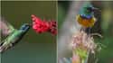 Hummingbird And Sunbird on Random Geographically Distant Animal Pairs That Are Weirdly Similar