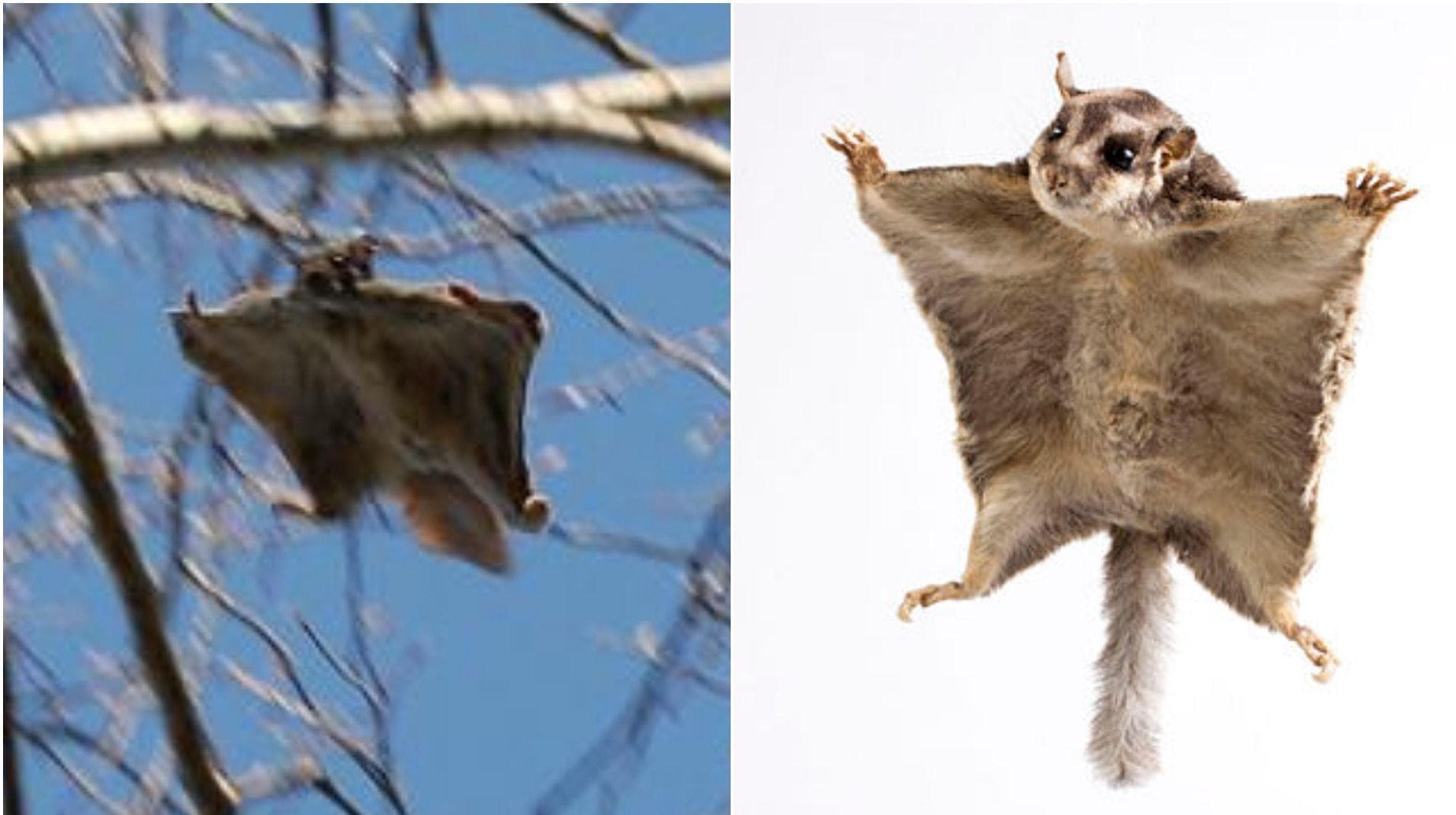 Random Geographically Distant Animal Pairs That Are Weirdly Similar