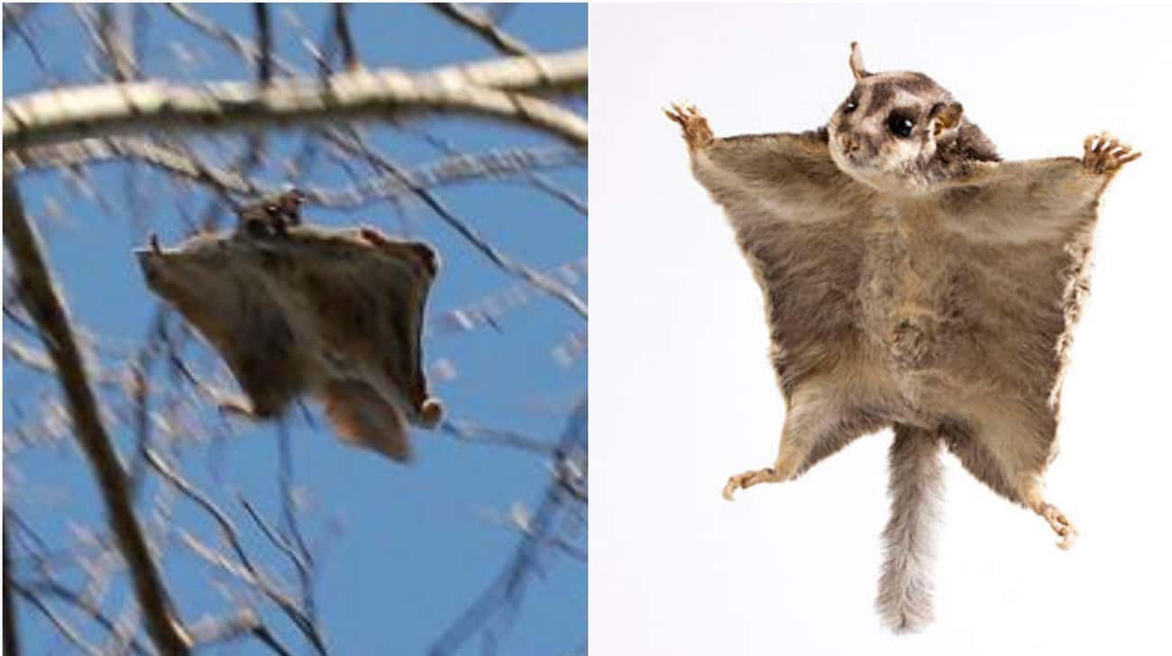 Flying Squirrel And Sugar Glider