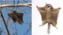 Flying Squirrel And Sugar Glider on Random Geographically Distant Animal Pairs That Are Weirdly Similar