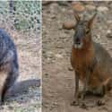 Kangaroo And Cavy on Random Geographically Distant Animal Pairs That Are Weirdly Similar