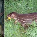 Chevrotain And Paca on Random Geographically Distant Animal Pairs That Are Weirdly Similar