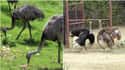 Rhea And Ostrich on Random Geographically Distant Animal Pairs That Are Weirdly Similar