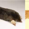 Mole And Marsupial Mole on Random Geographically Distant Animal Pairs That Are Weirdly Similar
