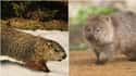 Groundhog And Wombat on Random Geographically Distant Animal Pairs That Are Weirdly Similar