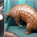 Giant Armadillo And Giant Pangolin on Random Geographically Distant Animal Pairs That Are Weirdly Similar