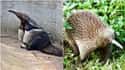 Giant Anteater And Spiny Anteater on Random Geographically Distant Animal Pairs That Are Weirdly Similar