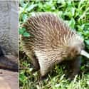 Giant Anteater And Spiny Anteater on Random Geographically Distant Animal Pairs That Are Weirdly Similar