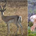 Antelope And Pronghorn on Random Geographically Distant Animal Pairs That Are Weirdly Similar