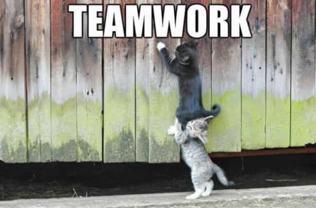 20 Awesome Examples of Teamwork Done Right - DumbBuzz