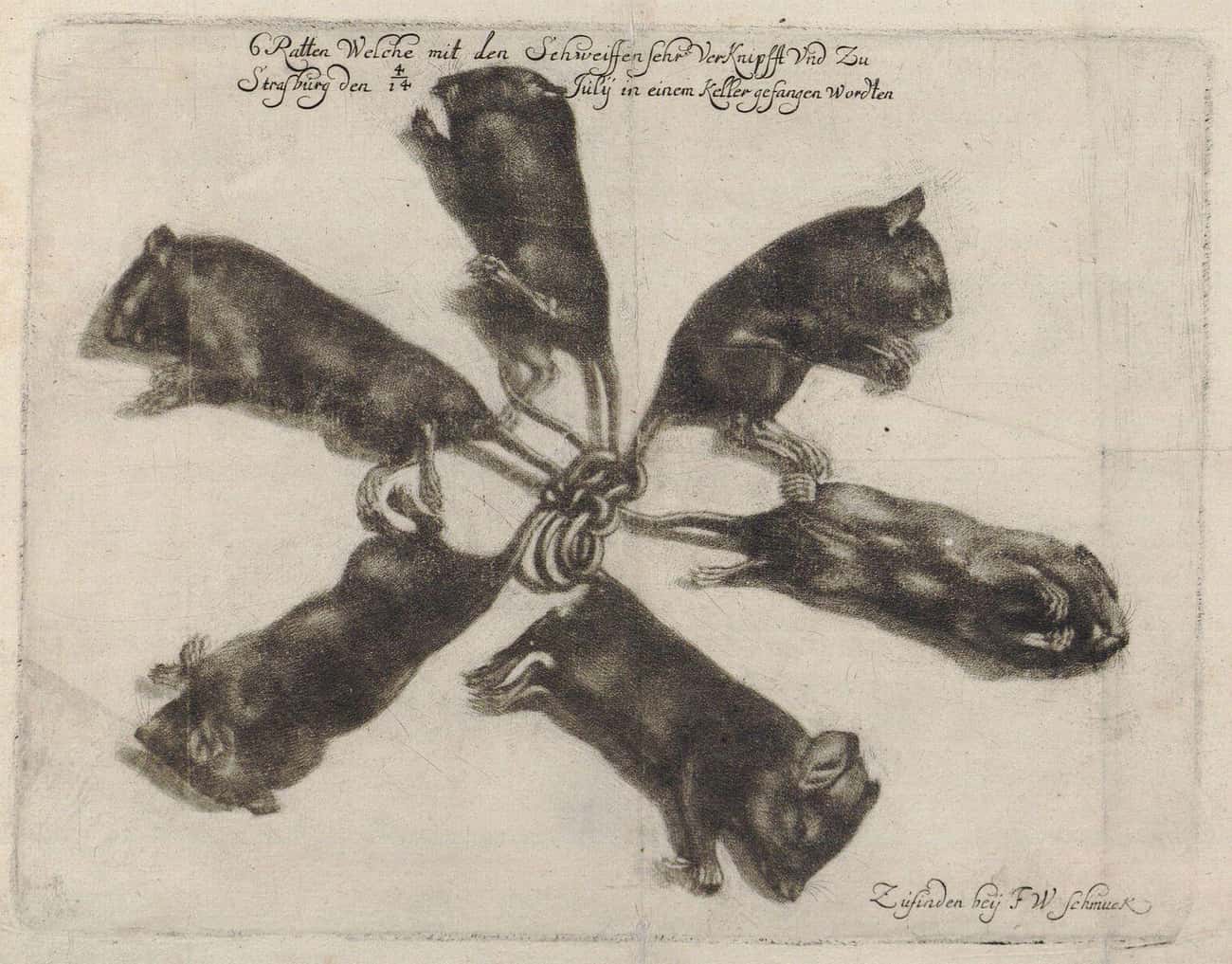 The Idea Of Rat Kings Originated In Eastern Europe