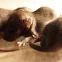 Rat Kings Might Be Newborn Rats on Random Gross But Fascinating Facts About Rat Kings