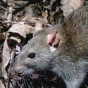 Rat Kings Probably Don't Survive For Long on Random Gross But Fascinating Facts About Rat Kings