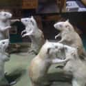 Taxidermists Are Finally Making Rat Kings on Random Gross But Fascinating Facts About Rat Kings