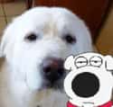 Brian Griffin on Random Real People Who Look Exactly Like Family Guy Characters