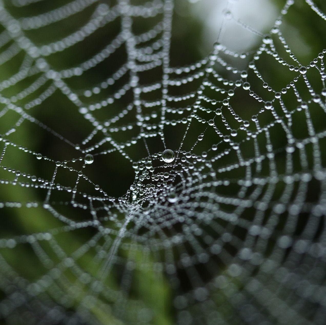 A Hungarian Myth Says a Spider Can Predict a Baby's Sex