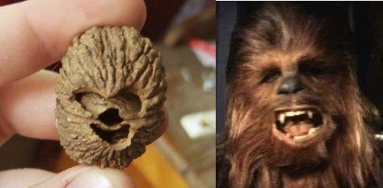 This Walnut That Looks Just Like Chewbacca