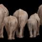 Baby Elephant Walk is listed (or ranked) 35 on the list The Best Rock Instrumentals