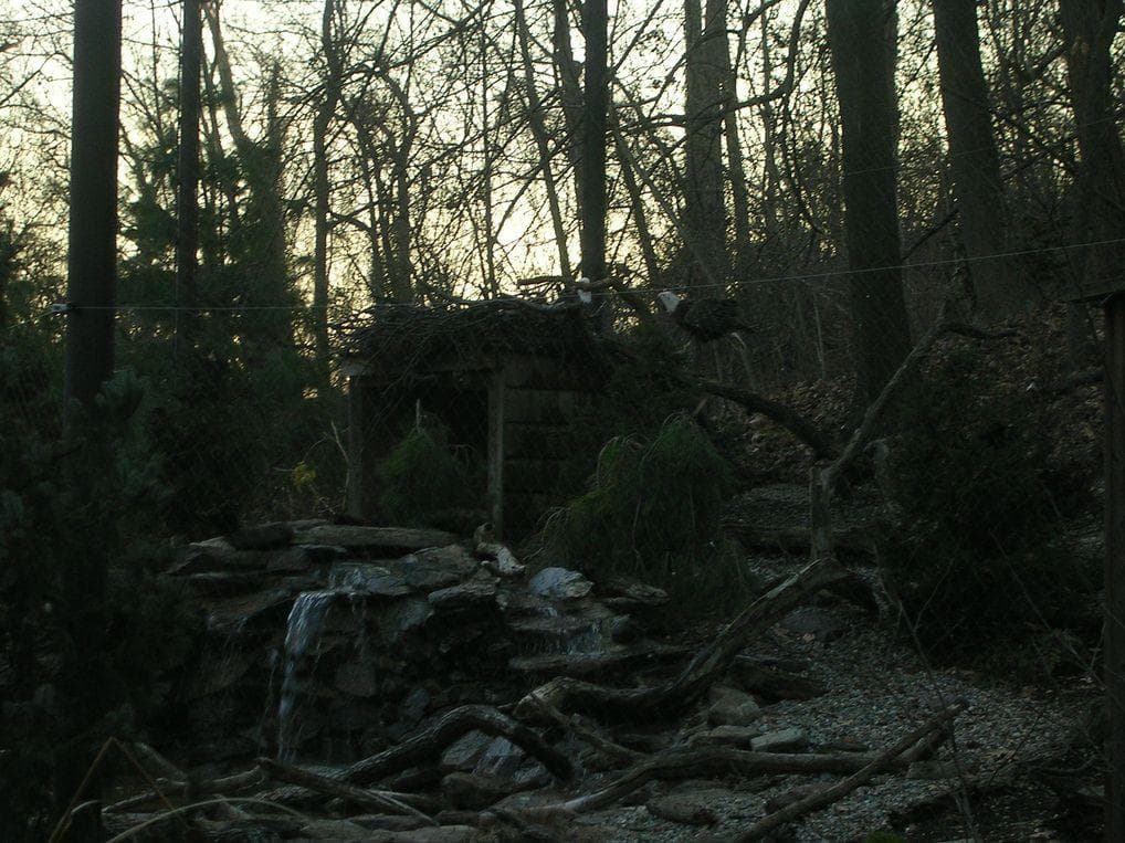 Myths and Legends Surrounding Maryland's Haunted Pocomoke Forest