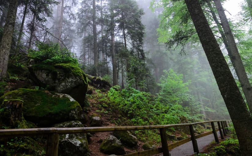 12 Super Haunted Forests You Never Want To Get Lost In