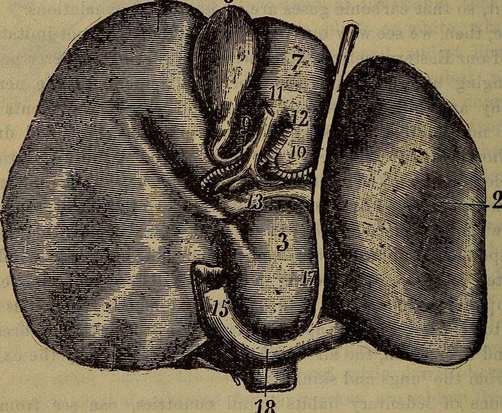 Everything You Need to Know About Gut Fermentation Syndrome
