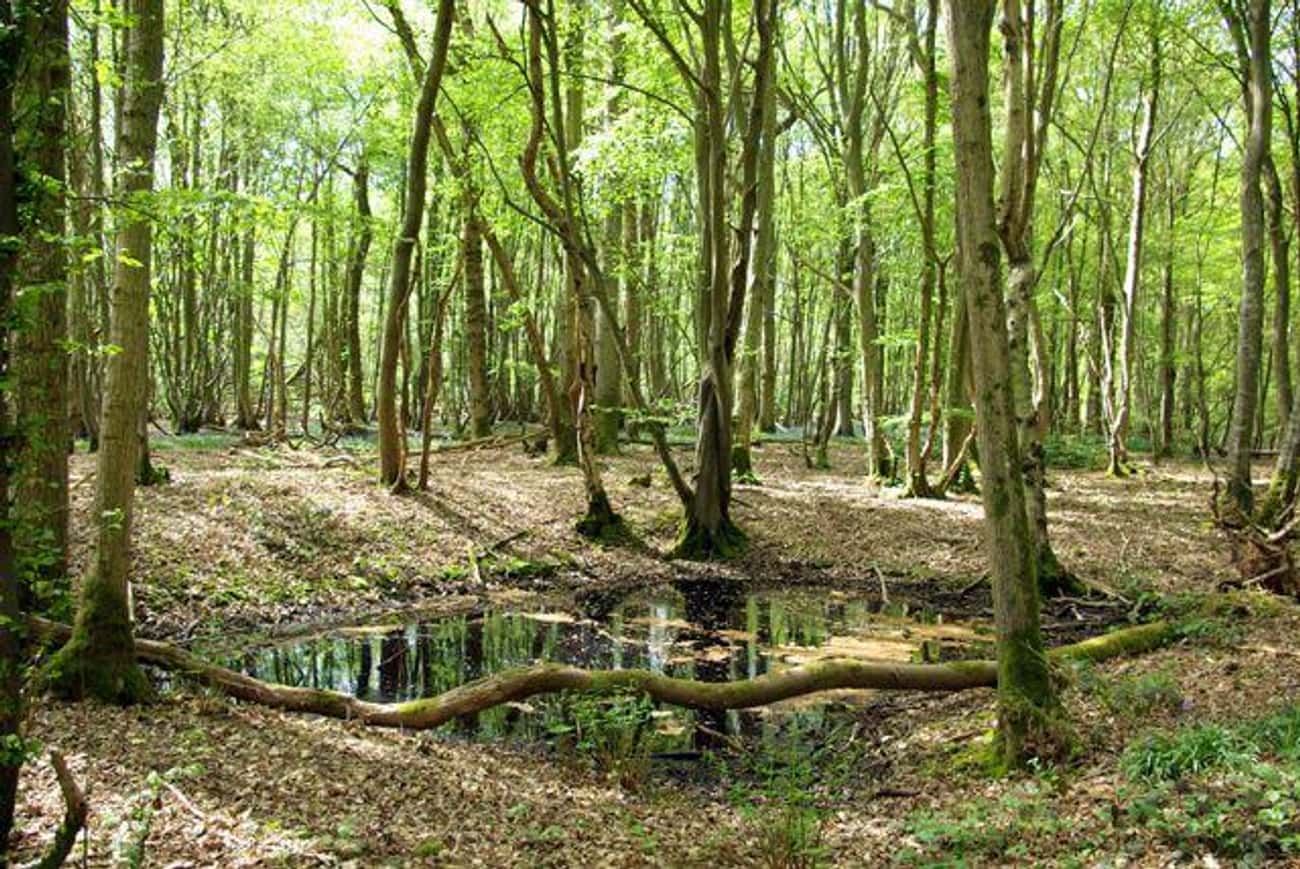 Dering Woods, England