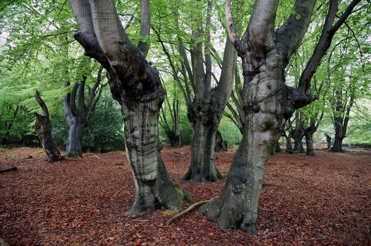 Epping Forest, England