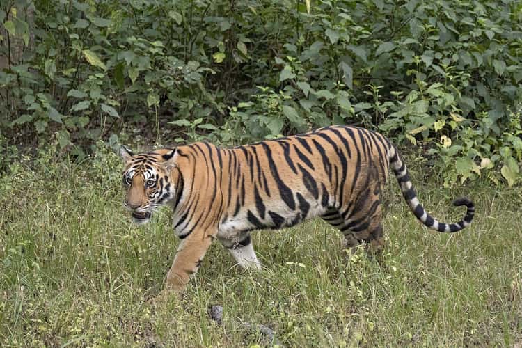 Wild tigers: We love them and don't want to lose them, Stories