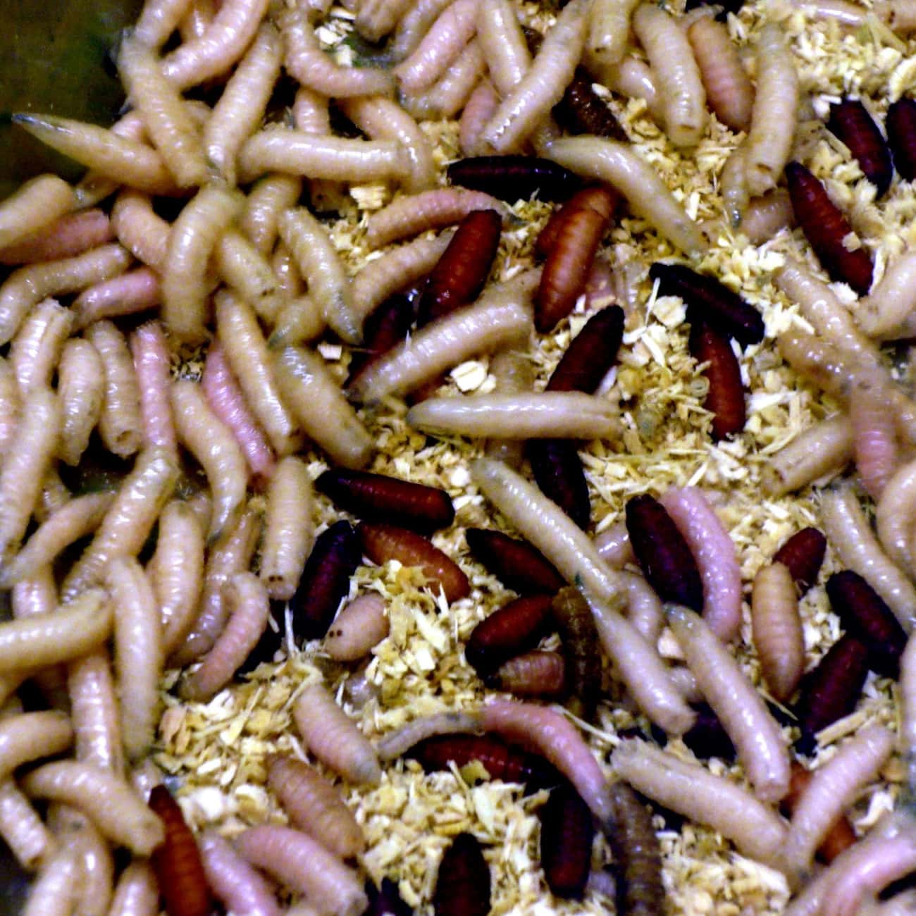 12 Common Bugs You Didn't Know You Were Eating
