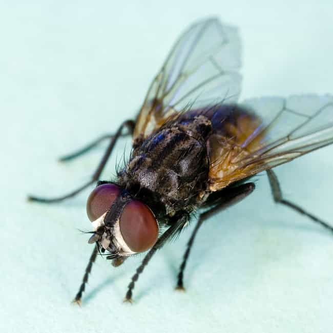 What happens if you eat fly eggs?