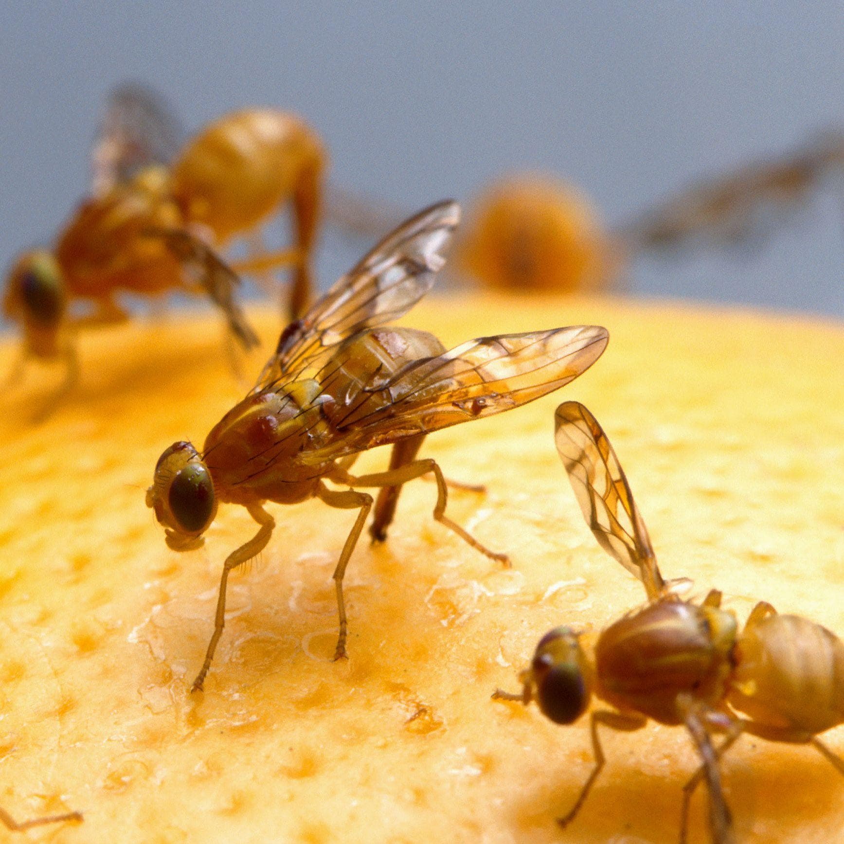 12 Common Bugs You Didn't Know You Were Eating