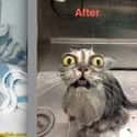 How Cats Become Demons on Random Funniest Before and After Memes