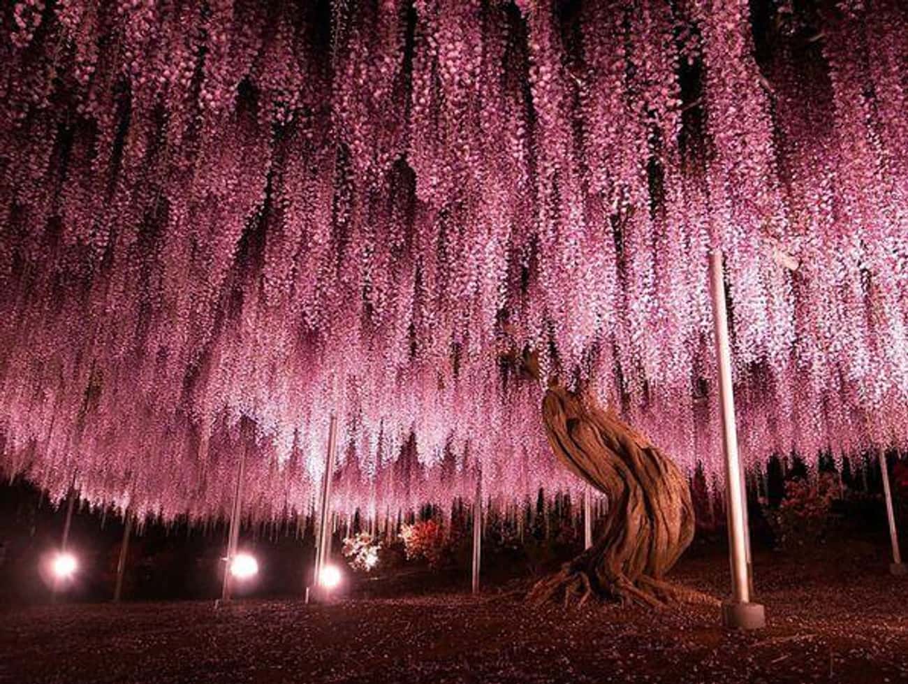 Картинки красивые необычные. Глициния Асикага. 144-Летняя Глициния в Японии. Глицинии в парке Асикага Япония. 150 Летнее дерево глицинии Япония.